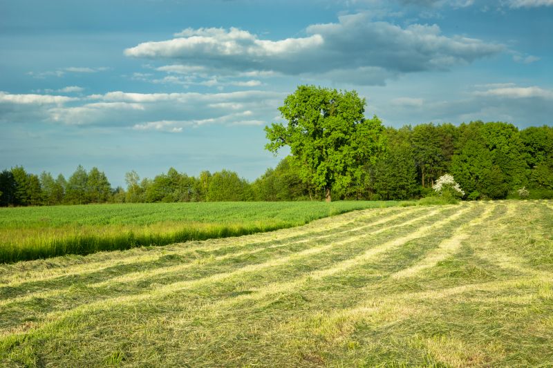 Lawn Mowing in Spring