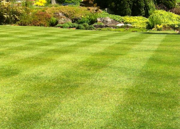 Commercial Grass Cutting in Cartersville