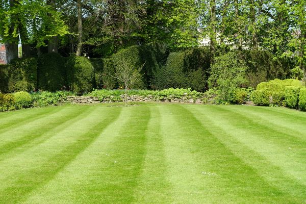 Grass Care Service in Cartersville