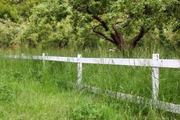 Cost of Fence Line Trimming in Cartersville